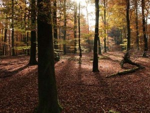 2017-10-PNG-Bois-Energie5